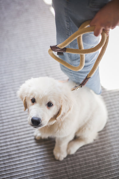Country Leash