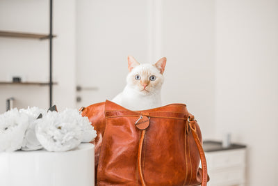 Cat Carry Bag